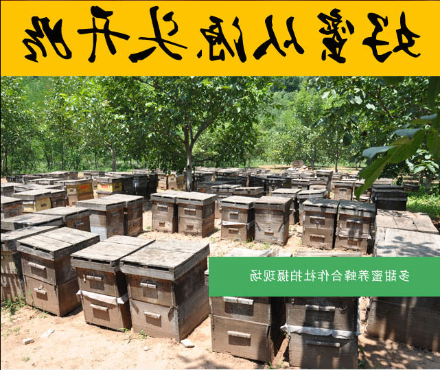 养蜂基地_副本.png